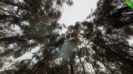 Pine forest - Photogrammetry based High poly Biome.jpg