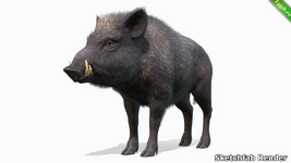 Wild Boar - Male.png