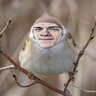 gaml4