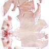 pinkpinkfrog