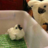 angrycockatoo